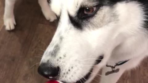 Husky and empty bottle.