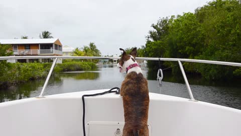 A dog having a picnic in the river on a boat