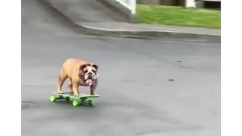 I ride my dog on a skateboard and he gets some amazing turns