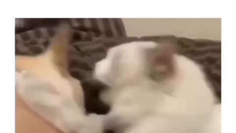 Cat vs dog funny😹🐶😂🤣
