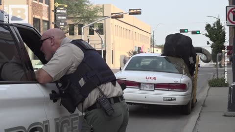 Car With Enormous Bull Riding Shotgun Pulled Over in Nebraska