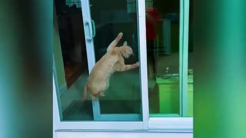 Best Funny Animal Videos 2024 Funniest Cats And Dogs Video