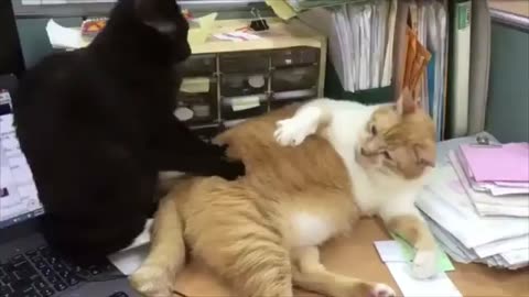 Funny Animal Video #JustforFun #Funny <3 #Cats&Dogs #Cat Video 4