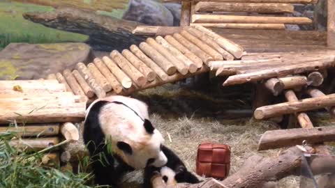 Giant Panda Mom Drags Cub by the Ear for Lunch