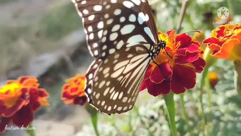 Butterfly 🦋 #butterfly #flower