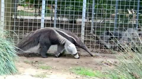 Giant anteater at the zoo