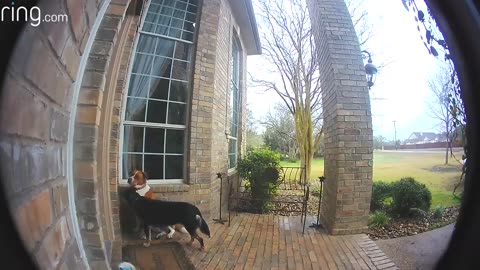 Family Dogs Learn to Use Ring Video Doorbell to Get Owner’s Attention