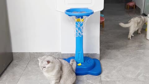 Have you seen the cat play Basketball ?