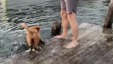 puppy falls off dock into lake while running around - excited dog falls into lake