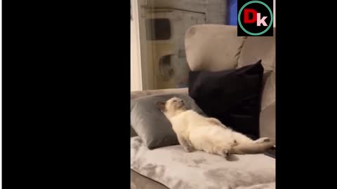 Funniest animals videos🤣 Best cats funny videos 2022 🐈🐱