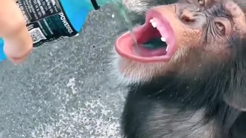 Funny Monkey Drinking