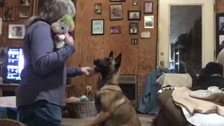 Dog obedience- teaching to accept petting calmly