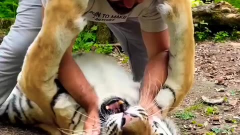 Kissing tiger 🙆😻
