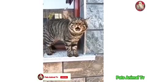 cute baby cats video