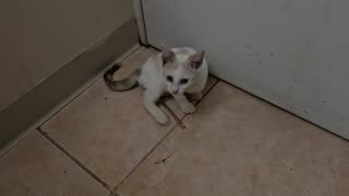 My Cat Samantha Playing By My Door