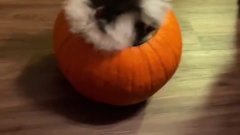 I showed my puppy 🐶 a pumpkin 🎃 and this happened..