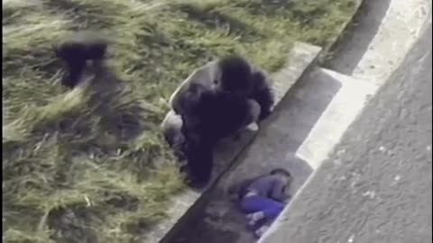 Gorilla protecting a boy who's fallen inside an enclosure