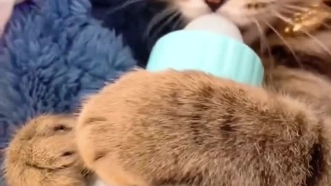 "Milk Mustache Moments: Cats Savoring Creamy Delights"