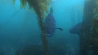 Sea bass, diving La Jolla