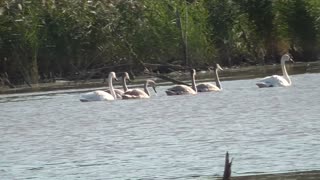 397 Toussaint Wildlife - Oak Harbor Ohio - Amazing Swan Family