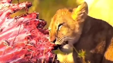 Lion cube having his meal 🥘
