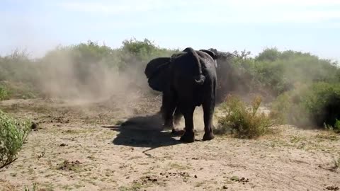 Elephants Fight Video - Raw footage