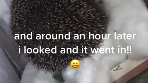 My Pet Hedgehog just got delivered