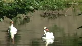 swan waltz
