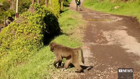 Cape Town residents wage war against baboons raiding their homes _ ABC News