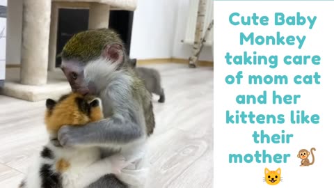 Cute baby monkey taking care of mama cat and her kittens