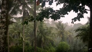 Escape to the Tropics: Relaxing Rainforest and Bird Sounds