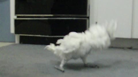 White Umbrella Cockatoo Looks Like He's Doing Mystical Dances