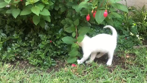 A White Kitten Playing With a Flowering Plant, cute cat