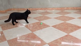 A cat playing ball, pretty cat