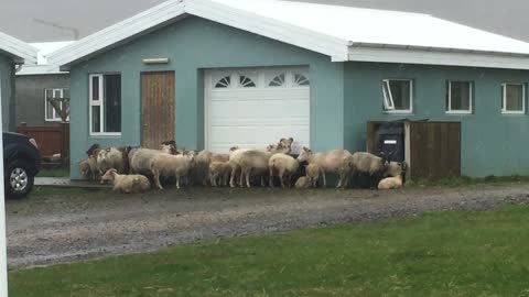 Intelligent Wild Icelandic Sheep Take Shelter From A Storm