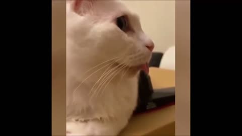 funny Cats