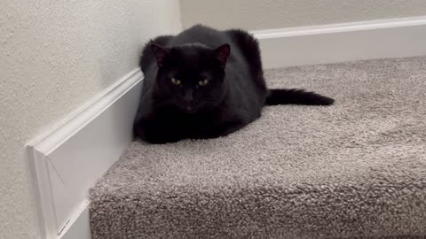 Adopting a Cat from a Shelter Vlog - Cute Precious Piper Guards the Stairs Well