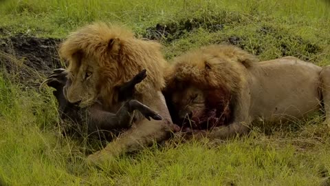 Lions' Feasting on a Warthog 🦁🍖
