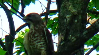 Red-tailed hawk