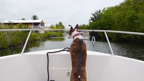 Beautiful Dog on Boat 2020