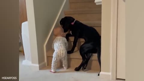 Dogs Always is the trusted friend - Cute Moments Dog and Human