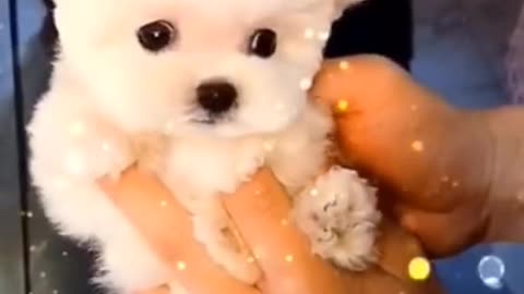 Patient Puppy Getting a Haircut - Sits Very Still