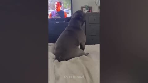 funny dog video