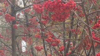 Ashberry and birds