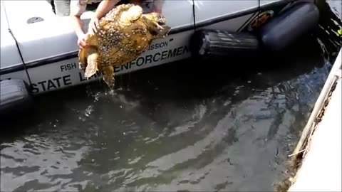 Sea Turtle Rescue