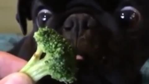 A dog that loves to eat vegetables