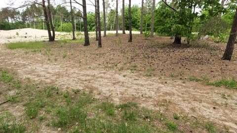 Greenbelt Forest & Dog Park In Ottawa