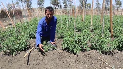 ISRAEL INNOVATION FOR GROWING TOMATOES....