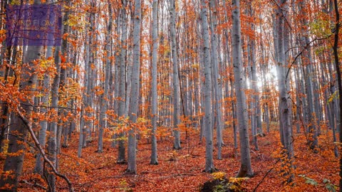 FOREST SOUNDS AFTER THE RAIN - LISTEN TO FOREST BIRDS SING