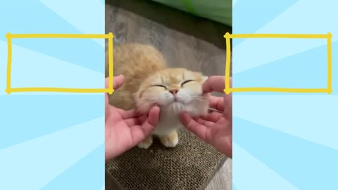 Kitty Cuteness Overload: The Best of Cat Videos
